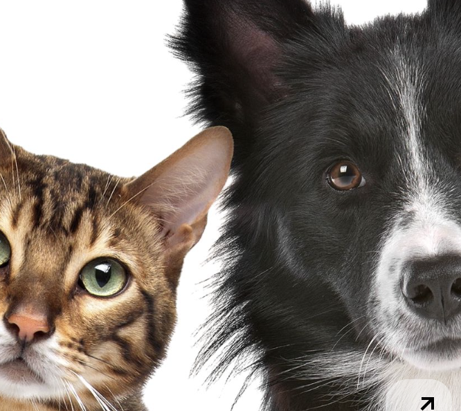 Raw Diet - Panduan Lengkap Untuk Memberikan Nutrisi Optimal Bagi Hewan Peliharaan